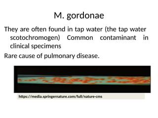 M. gordonae
They are often found in tap water (the tap water
scotochromogen) Common contaminant in
clinical specimens
Rare cause of pulmonary disease.
https://media.springernature.com/full/nature-cms
 