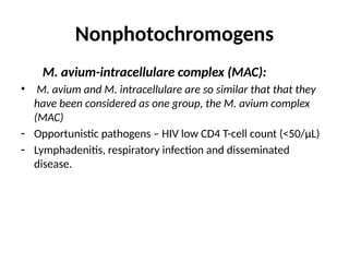 Nonphotochromogens
M. avium-intracellulare complex (MAC):
• M. avium and M. intracellulare are so similar that that they
have been considered as one group, the M. avium complex
(MAC)
- Opportunistic pathogens – HIV low CD4 T-cell count (<50/μL)
- Lymphadenitis, respiratory infection and disseminated
disease.
 