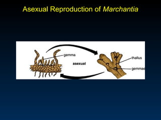 Asexual Reproduction of Marchantia 
 