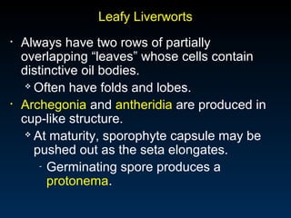 Leafy Liverworts 
• Always have two rows of partially 
overlapping “leaves” whose cells contain 
distinctive oil bodies. 
Often have folds and lobes. 
• Archegonia and antheridia are produced in 
cup-like structure. 
 At maturity, sporophyte capsule may be 
pushed out as the seta elongates. 
- Germinating spore produces a 
protonema. 
 