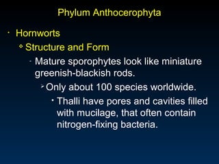 Phylum Anthocerophyta 
• Hornworts 
 Structure and Form 
- Mature sporophytes look like miniature 
greenish-blackish rods. 
Only about 100 species worldwide. 
 Thalli have pores and cavities filled 
with mucilage, that often contain 
nitrogen-fixing bacteria. 
 