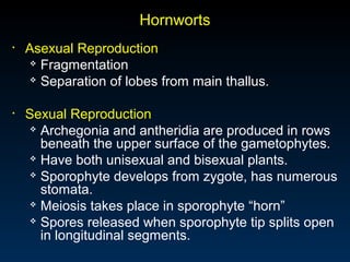 Hornworts 
• Asexual Reproduction 
 Fragmentation 
 Separation of lobes from main thallus. 
• Sexual Reproduction 
 Archegonia and antheridia are produced in rows 
beneath the upper surface of the gametophytes. 
 Have both unisexual and bisexual plants. 
 Sporophyte develops from zygote, has numerous 
stomata. 
 Meiosis takes place in sporophyte “horn” 
 Spores released when sporophyte tip splits open 
in longitudinal segments. 
 