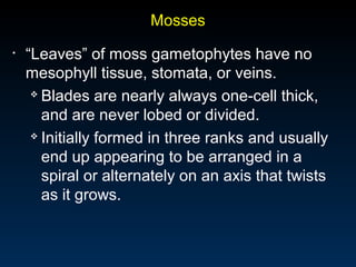 Mosses 
• “Leaves” of moss gametophytes have no 
mesophyll tissue, stomata, or veins. 
 Blades are nearly always one-cell thick, 
and are never lobed or divided. 
 Initially formed in three ranks and usually 
end up appearing to be arranged in a 
spiral or alternately on an axis that twists 
as it grows. 
 