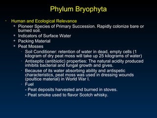 Phylum Bryophyta 
• Human and Ecological Relevance 
 Pioneer Species of Primary Succession. Rapidly colonize bare or 
burned soil. 
 Indicators of Surface Water 
 Packing Material 
 Peat Mosses 
- Soil Conditioner: retention of water in dead, empty cells (1 
kilogram of dry peat moss will take up 25 kilograms of water) 
- Antiseptic (antibiotic) properties: The natural acidity produced 
inhibits bacterial and fungal growth and gives. 
- Because of its water absorbing ability and antispetic 
characteristics, peat moss was used in dressing wounds 
(poultice material) in World War I. 
- Fuel 
- Peat deposits harvested and burned in stoves. 
- Peat smoke used to flavor Scotch whisky. 
 