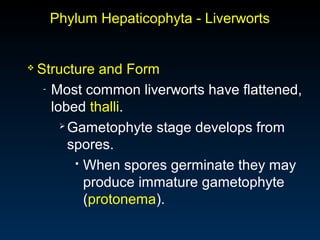 Phylum Hepaticophyta - Liverworts 
 Structure and Form 
- Most common liverworts have flattened, 
lobed thalli. 
Gametophyte stage develops from 
spores. 
 When spores germinate they may 
produce immature gametophyte 
(protonema). 
 