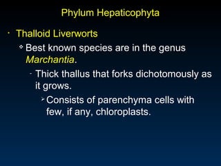 Phylum Hepaticophyta 
• Thalloid Liverworts 
 Best known species are in the genus 
Marchantia. 
- Thick thallus that forks dichotomously as 
it grows. 
Consists of parenchyma cells with 
few, if any, chloroplasts. 
 