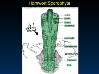 Nonvascularplants | PPT