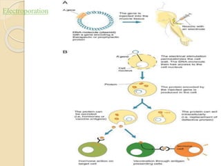 Electroporation
 