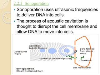2.2.3 Sonoporation
 Sonoporation uses ultrasonic frequencies
to deliver DNA into cells.
 The process of acoustic cavitation is
thought to disrupt the cell membrane and
allow DNA to move into cells.
 