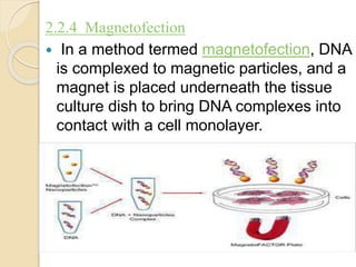 2.2.4 Magnetofection
 In a method termed magnetofection, DNA
is complexed to magnetic particles, and a
magnet is placed underneath the tissue
culture dish to bring DNA complexes into
contact with a cell monolayer.
 