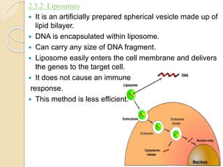 2.3.2 Liposomes
 It is an artificially prepared spherical vesicle made up of
lipid bilayer.
 DNA is encapsulated within liposome.
 Can carry any size of DNA fragment.
 Liposome easily enters the cell membrane and delivers
the genes to the target cell.
 It does not cause an immune
response.
 This method is less efficient.
 