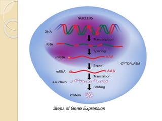 Steps of Gene Expression
 