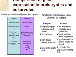 Comparison of gene
expression in prokaryotes and
eukaryotes
 