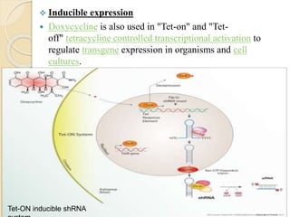  Inducible expression
 Doxycycline is also used in "Tet-on" and "Tet-
off" tetracycline controlled transcriptional activation to
regulate transgene expression in organisms and cell
cultures.
Tet-ON inducible shRNA
 