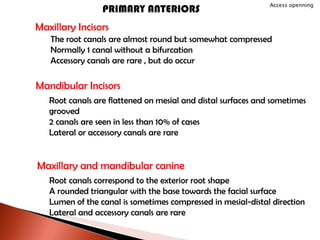 Maxillary and mandibular canine Root canals correspond to the exterior root shape A rounded triangular with the base towards the facial surface Lumen of the canal is sometimes compressed in mesial-distal direction Lateral and accessory canals are rare PRIMARY ANTERIORS Maxillary Incisors The root canals are almost round but somewhat compressed Normally 1 canal without a bifurcation Accessory canals are rare , but do occur Mandibular Incisors Root canals are flattened on mesial and distal surfaces and sometimes grooved 2 canals are seen in less than 10% of cases Lateral or accessory canals are rare Access openning 