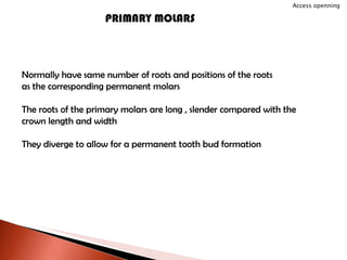 PRIMARY MOLARS Normally have same number of roots and positions of the roots as the corresponding permanent molars The roots of the primary molars are long , slender compared with the  crown length and width They diverge to allow for a permanent tooth bud formation Access openning 