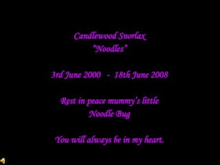Candlewood Snorlax “ Noodles” 3rd June 2000  -  18th June 2008 Rest in peace mummy’s little Noodle Bug You will always be in my heart. 