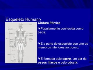 Esqueleto Humano
              Cintura Pélvica
              Popularmente conhecida como
              bacia.


              É a parte do esqueleto que une os
              membros inferiores ao tronco.


              É formada pelo sacro, um par de
              ossos ilíacos e pelo cóccix.
 