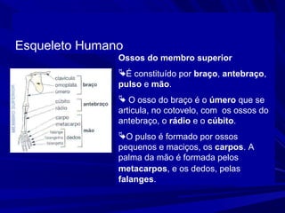 Esqueleto Humano
               Ossos do membro superior
               É constituído por braço, antebraço,
               pulso e mão.
                O osso do braço é o úmero que se
               articula, no cotovelo, com os ossos do
               antebraço, o rádio e o cúbito.
               O pulso é formado por ossos
               pequenos e maciços, os carpos. A
               palma da mão é formada pelos
               metacarpos, e os dedos, pelas
               falanges.
 