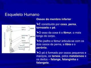 Esqueleto Humano
              Ossos do membro inferior
              É constituído por coxa, perna,
              tornozelo e pé.
              O osso da coxa é o fémur, o mais
              longo do corpo.
              No joelho e fémur articula-se com os
              dois ossos da perna, a tíbia e o
              perónio.
              O pé é formado por ossos pequenos e
              maciços, os tarsos, pelos metatarsos e
              os dedos – falange, falanginha e
              falangeta.
 