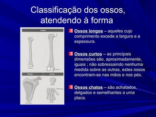 Classificação dos ossos,
  atendendo à forma
           Ossos longos – aqueles cujo
           comprimento excede a largura e a
           espessura.

           Ossos curtos – as principais
           dimensões são, aproximadamente,
           iguais ; não sobressaindo nenhuma
           medida sobre as outras, estes ossos
           encontram-se nas mãos e nos pés.

           Ossos chatos – são achatados,
           delgados e semelhantes a uma
           placa.
 