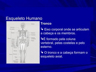 Esqueleto Humano
               Tronco
                Eixo corporal onde se articulam
               a cabeça e os membros.
               É formado pela coluna
               vertebral, pelas costelas e pelo
               esterno.
                O tronco e a cabeça formam o
               esqueleto axial.
 