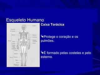 Esqueleto Humano
              Caixa Torácica


              Protege o coração e os
              pulmões.


              É formado pelas costelas e pelo
              esterno.
 