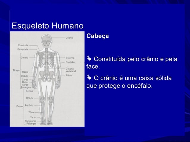 Noções básicas de anatomia humana