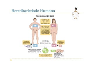 Hereditariedade Humana
 