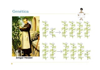 Genética
 