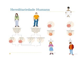Hereditariedade Humana
 
