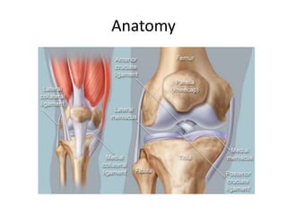 Anatomy
 