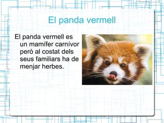 El panda vermell El panda vermell es  un mamífer carnívor però al costat dels seus familiars ha de menjar herbes. 