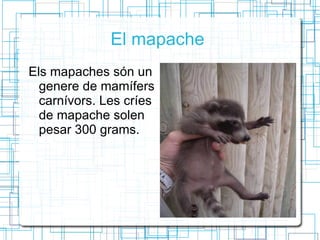 El mapache  Els mapaches són un genere de mamífers carnívors. Les críes de mapache solen pesar 300 grams. 