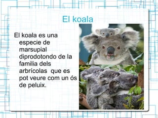 El koala  El koala es una especie de marsupial diprodotondo de la familia dels  arbrícolas  que es pot veure com un ós de peluix. 