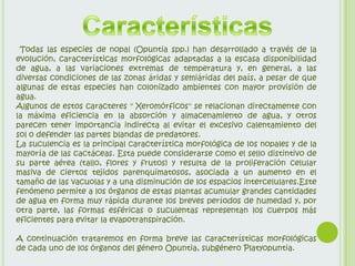Todas las especies de nopal (Opuntia spp.) han desarrollado a través de la
evolución, características morfológicas adaptadas a la escasa disponibilidad
de agua, a las variaciones extremas de temperatura y, en general, a las
diversas condiciones de las zonas áridas y semiáridas del país, a pesar de que
algunas de estas especies han colonizado ambientes con mayor provisión de
agua.
Algunos de estos caracteres " Xeromórficos" se relacionan directamente con
la máxima eficiencia en la absorción y almacenamiento de agua, y otros
parecen tener importancia indirecta al evitar el excesivo calentamiento del
sol o defender las partes blandas de predatores.
La suculencia es la principal característica morfológica de los nopales y de la
mayoría de las cactáceas. Esta puede considerarse como el sello distintivo de
su parte aérea (tallo, flores y frutos) y resulta de la proliferación celular
masiva de ciertos tejidos parenquimatosos, asociada a un aumento en el
tamaño de las vacuolas y a una disminución de los espacios intercelulares.Este
fenómeno permite a los órganos de estas plantas acumular grandes cantidades
de agua en forma muy rápida durante los breves períodos de humedad y, por
otra parte, las formas esféricas o suculentas representan los cuerpos más
eficientes para evitar la evapotranspiración.

A continuación trataremos en forma breve las características morfológicas
de cada uno de los órganos del género Opuntia, subgénero Platyopuntia.
 