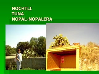 NOCHTLI TUNA NOPAL-NOPALERA 