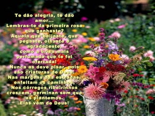 Te dão alegria, te dão amor... Lembras-te da primeira rosa que ganhaste? Aquela que beijaste, que pegaste, olhaste e agradeceste, como a brisa mais perfumada que te foi ofertada! Nunca as deve pisar, pois são criaturas de Deus. Nas margens das estradas, enfeitam os caminhos, Nos córregos ribeirinhos crescem, germinan sem que as plantemos. Elas vêm de Deus! 
