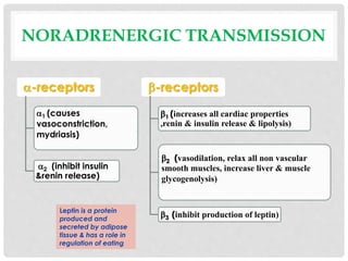 NORADRENERGIC TRANSMISSION
-receptors
1 (causes
vasoconstriction,
mydriasis)
2 (inhibit insulin
&renin release)
-receptors
1 (increases all cardiac properties
,renin & insulin release & lipolysis)
2 (vasodilation, relax all non vascular
smooth muscles, increase liver & muscle
glycogenolysis)
3 (inhibit production of leptin)
Leptin is a protein
produced and
secreted by adipose
tissue & has a role in
regulation of eating
 