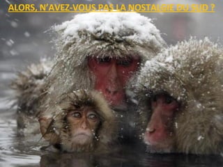 ALORS, N’AVEZ-VOUS PAS LA NOSTALGIE DU SUD ?