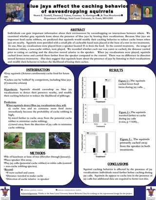 Blue jays affect the caching behavior  of eavesdropping squirrels  Shawn E. Nordell, Thomas J. Valone, Courtney  A. Harrington  , & Tina Mozelewski  Department of Biology, Saint Louis University, St. Louis, MO 63103 ABSTRACT Individuals can gain important information about their environment by eavesdropping on interactions between others.  We examined whether gray squirrels learn about the presence of blue jays by hearing their vocalizations. Because blue jays are important food cache robbers, we predicted that squirrels would modify their caching behavior to reduce cache losses when jays are nearby.  Squirrels were provided with a small pile of cacheable hazel nuts placed at the base of a tree in two treatments.  In one, blue jay vocalizations were played from a speaker located 15 m from the food.  In the control treatment,  the songs of American robins, a non-cache robber, were played.  We recorded whether each nut was eaten or cached, the distance carried prior to eating or caching and the direction moved relative to the speaker.  When jay vocalizations were played, squirrels cached fewer items and carried them farther from the speaker compared to the control.  There was no difference in direction moved between treatments.  Our data suggest that squirrels learn about the presence of jays by listening to their vocalizations and modify their behavior to reduce the likelihood of losing their caches. RESULTS    indicates graduate student   indicates undergraduate student Acknowledgements:  Thanks to the Saint Louis University Animal Behavior Class for working on the experimental design for this project.  ,[object Object],[object Object],[object Object],[object Object],[object Object],[object Object],[object Object],[object Object],[object Object],[object Object],[object Object],[object Object],[object Object],[object Object],[object Object],[object Object],[object Object],CONCLUSIONS Squirrel caching behavior is affected by the presence of jay vocalizations: individuals travel farther before caching during jay calls.  Squirrels do appear to cache less in the presence of jay calls but additional data are required to better test this.  Figure 1 –  The squirrels cached fewer food items during jay calls.  Figure 2 –  The squirrels traveled farther to cache during jay calls  (t-test, p < 0.05).   Figure 3 -  The squirrels primarily cached away from the speaker in both treatments.  