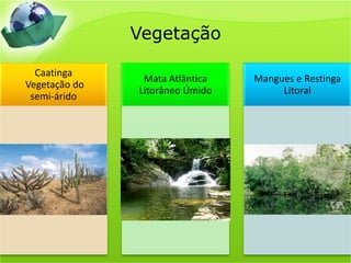 Vegetação
