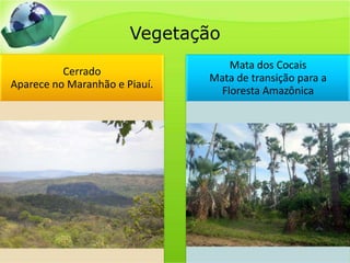 Vegetação