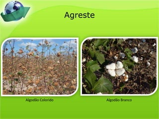 AgresteAlgodão ColoridoAlgodão Branco