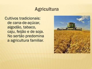 Agricultura
Cultivos tradicionais:
 de cana-de-açúcar,
 algodão, tabaco,
 caju, feijão e de soja.
 No sertão predomina
 a agricultura familiar.
 