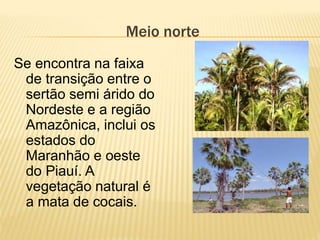 Meio norte
Se encontra na faixa
 de transição entre o
 sertão semi árido do
 Nordeste e a região
 Amazônica, inclui os
 estados do
 Maranhão e oeste
 do Piauí. A
 vegetação natural é
 a mata de cocais.
 