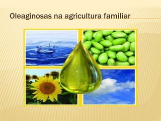 Oleaginosas na agricultura familiar
 