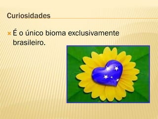 Curiosidades

É o único bioma exclusivamente
 brasileiro.
 