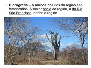 • Hidrografia – A maioria dos rios da região são
temporários. A maior bacia da região, a do Rio
São Francisco, banha a região.

 