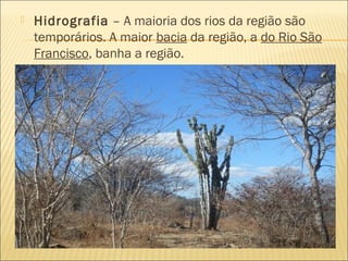  Hidrografia – A maioria dos rios da região são
temporários. A maior bacia da região, a do Rio São
Francisco, banha a região.
 